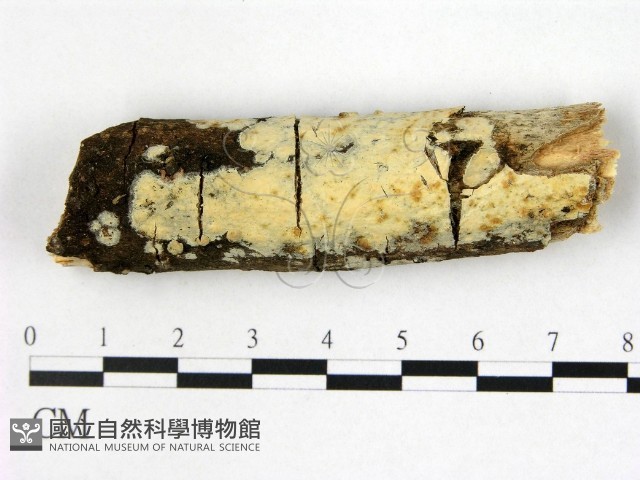 登錄號:F0022354藏品圖，第1張