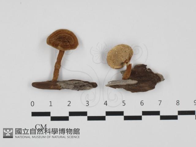 多孔菌屬藏品圖，第1張