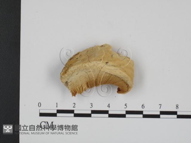 登錄號:F0007354藏品圖，第1張