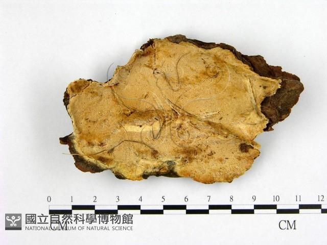 登錄號:F0017354藏品圖，第1張
