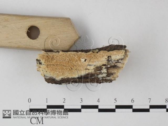 登錄號:F0025354藏品圖，第1張