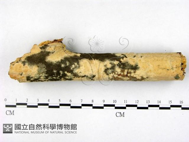 登錄號:F0005354藏品圖，第1張