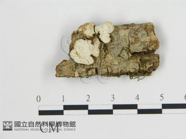 登錄號:F0015354藏品圖，第1張