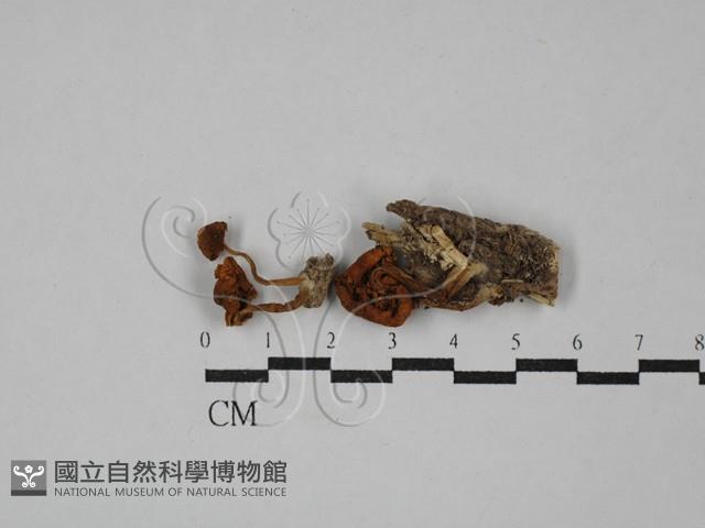 登錄號:F0029354藏品圖，第1張