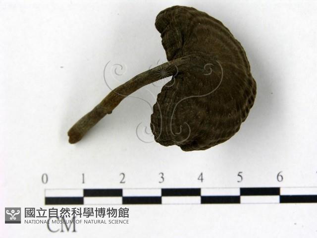 登錄號:F0009354藏品圖，第1張