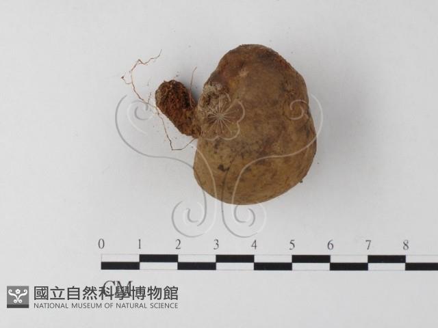 登錄號:F0023354藏品圖，第1張