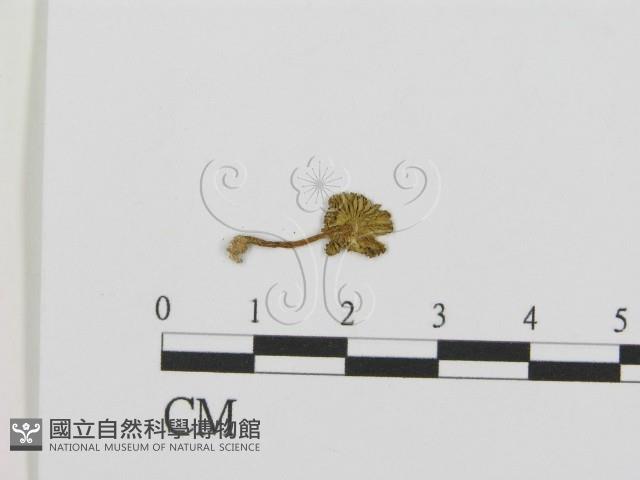 登錄號:F0013354藏品圖，第1張