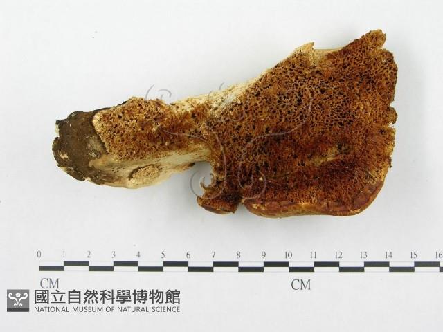 寬鱗多孔菌藏品圖，第1張