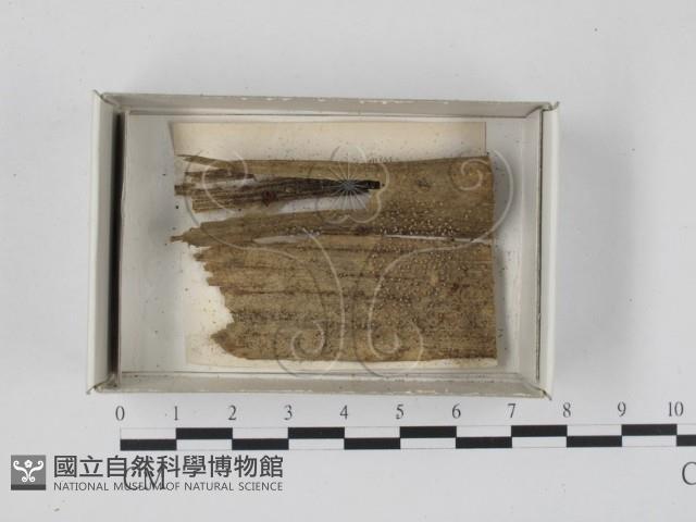 登錄號:F0018244藏品圖，第1張