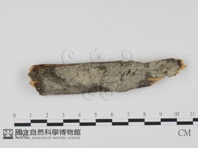 冇骨消絲齒菌藏品圖，第1張