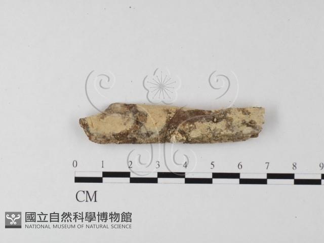 登錄號:F0010244藏品圖，第1張