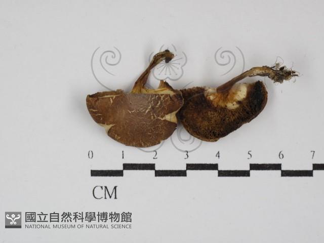 登錄號:F0030244藏品圖，第1張