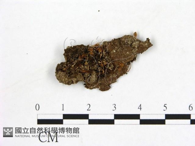 登錄號:F0001244藏品圖，第1張