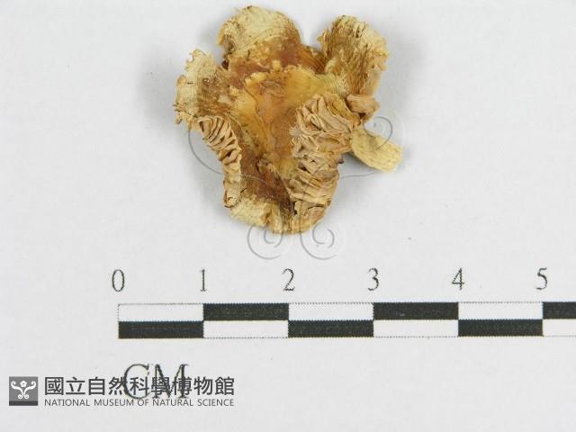 登錄號:F0011244藏品圖，第1張