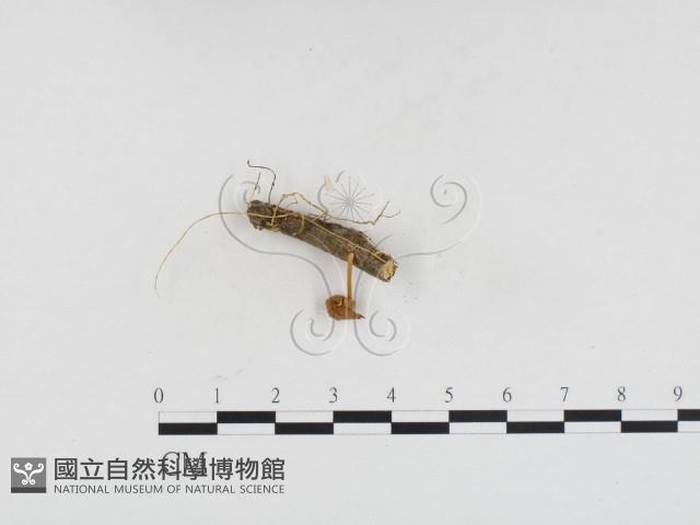登錄號:F0024244藏品圖，第1張