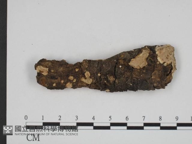 登錄號:F0004244藏品圖，第1張