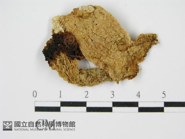 登錄號:F0014244藏品圖，第1張