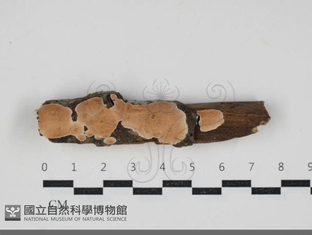登錄號:F0034244藏品圖，第1張