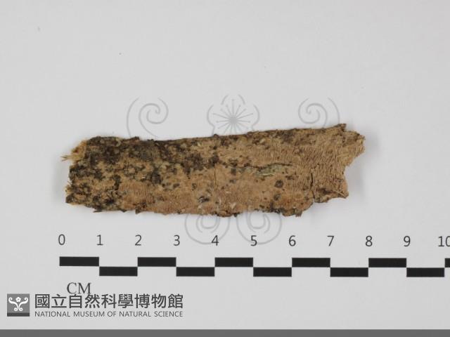登錄號:F0032244藏品圖，第1張