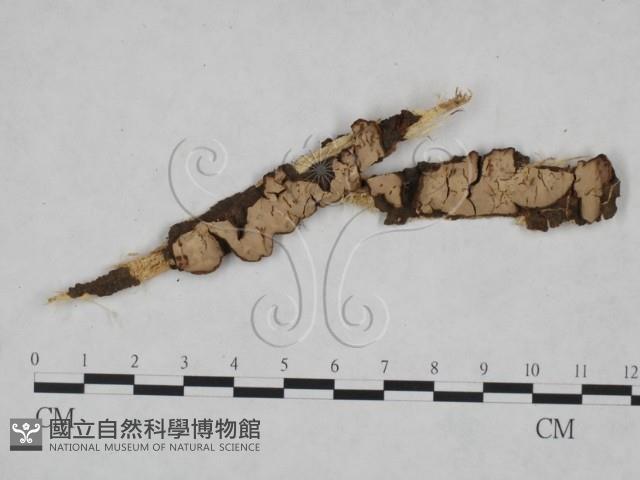 韌革菌屬藏品圖，第1張