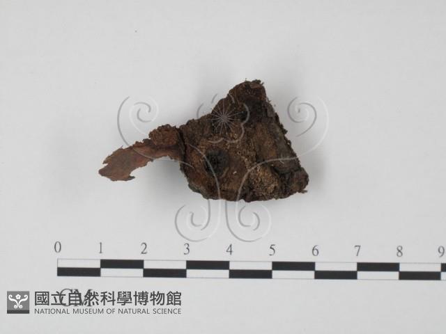 登錄號:F0015244藏品圖，第1張