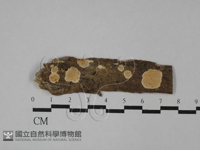 齒耳菌屬藏品圖，第1張