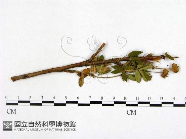登錄號:F0019244藏品圖，第1張