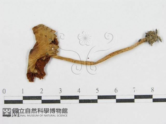 登錄號:F0003244藏品圖，第1張