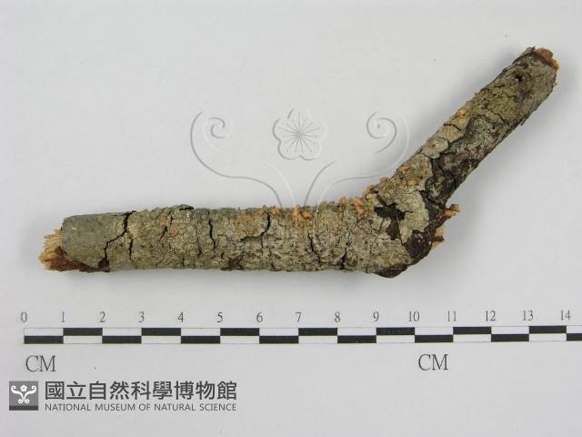 登錄號:F0013244藏品圖，第1張
