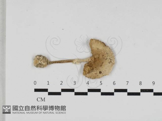 鵝膏屬藏品圖，第1張