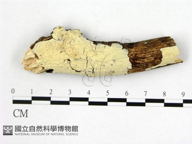 顯絲菌屬藏品圖，第1張