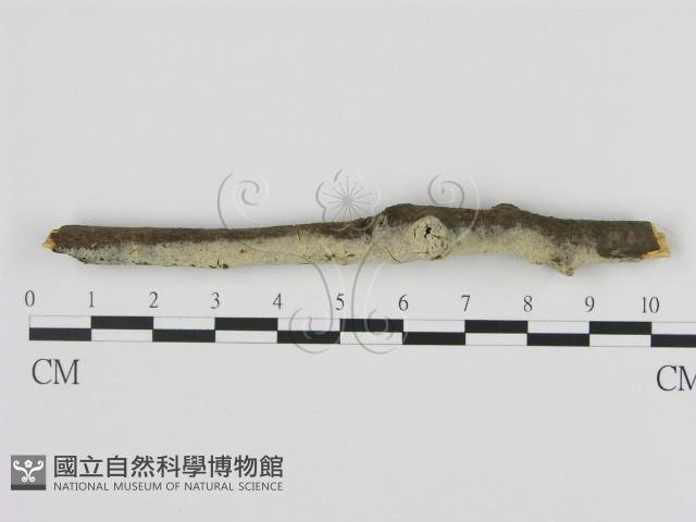 剛毛絲皮菌藏品圖，第1張