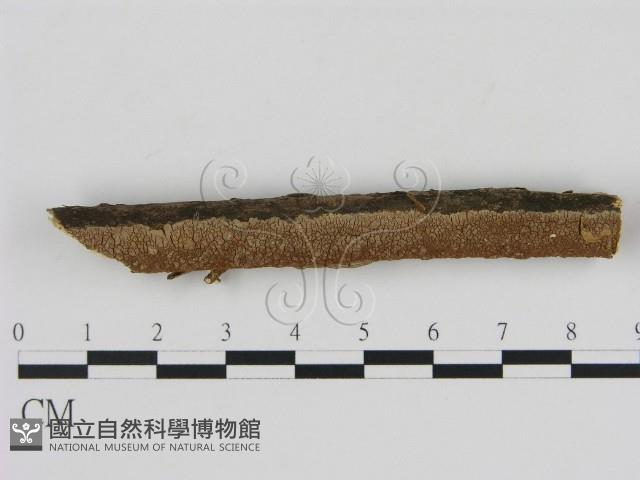 刺革菌屬藏品圖，第1張