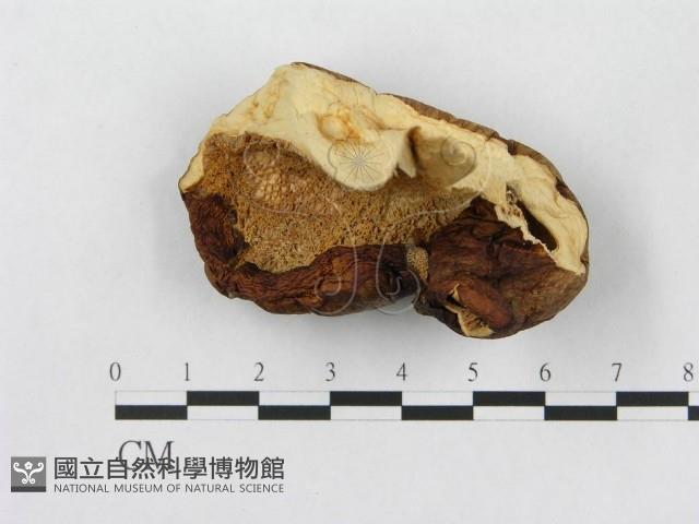 多孔菌屬藏品圖，第1張