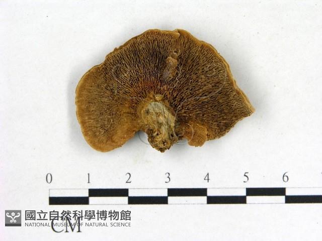 登錄號:F0006844藏品圖，第1張