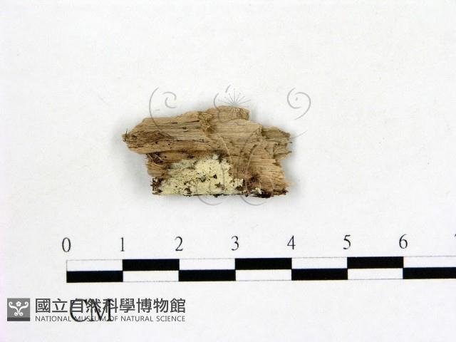 登錄號:F0016844藏品圖，第1張