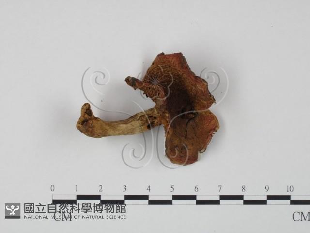 紅菇屬藏品圖，第1張