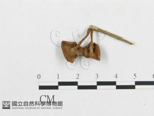 多孔菌屬藏品圖，第1張