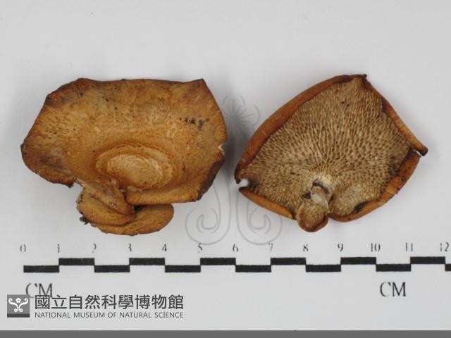 多孔菌屬藏品圖，第1張