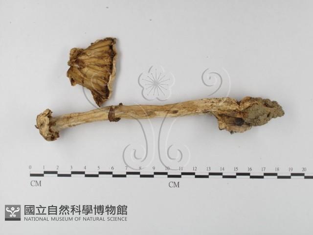 鵝膏屬藏品圖，第1張