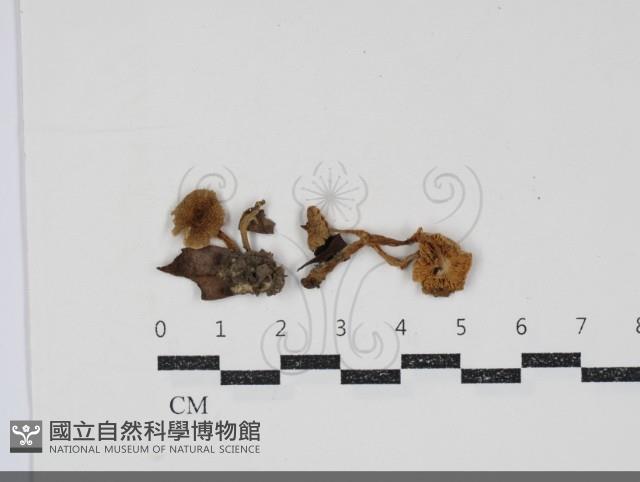 登錄號:F0034844藏品圖，第1張