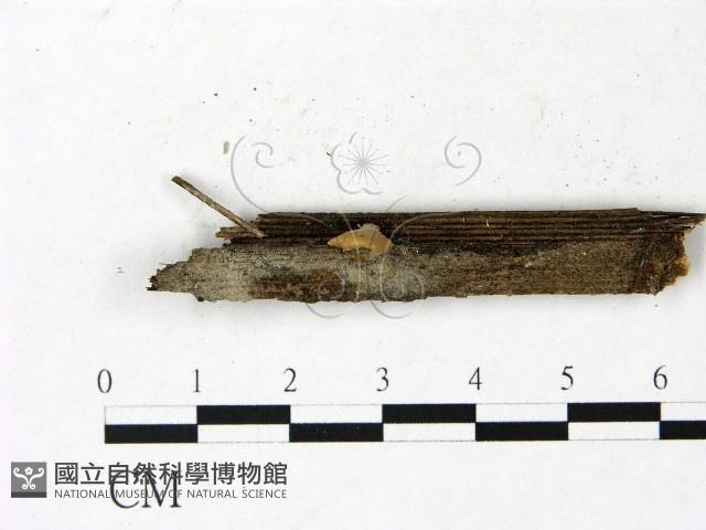 登錄號:F0022844藏品圖，第1張