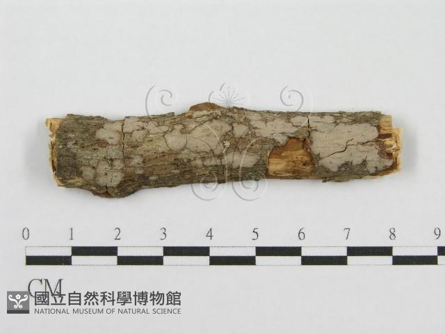 筍殼菌屬藏品圖，第1張