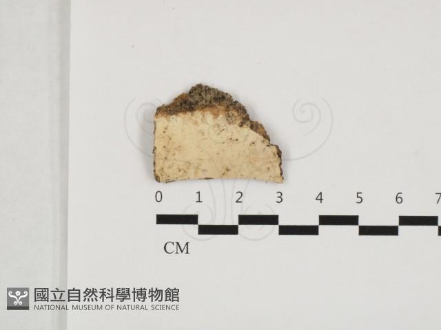 擬射脈菌屬藏品圖，第1張