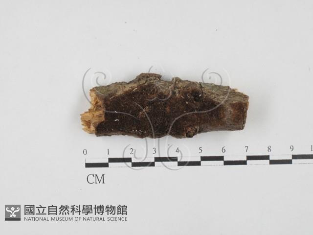 木層孔菌屬藏品圖，第1張