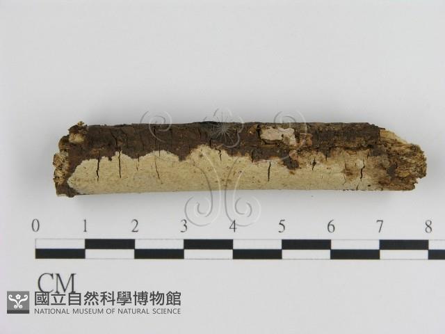 刺皮菌屬藏品圖，第1張