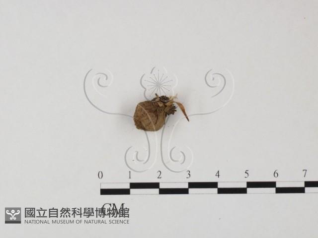登錄號:F0025844藏品圖，第1張