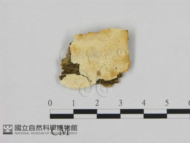 登錄號:F0005844藏品圖，第1張