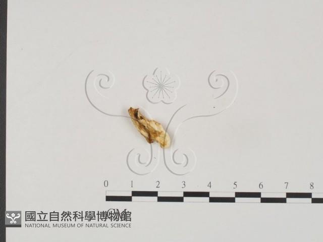 登錄號:F0019844藏品圖，第1張