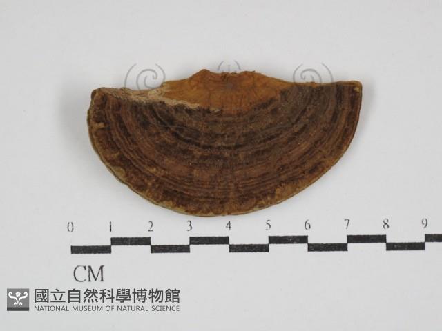 登錄號:F0023844藏品圖，第1張